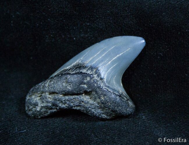 Rare Alopias Grandis Tooth (Giant Thresher Shark) #1436